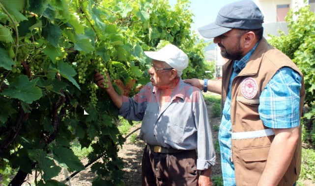 Alaşehir'de üzüm bağlar meteorolojik istasyon ve feromon tuzaklarla korunuyor