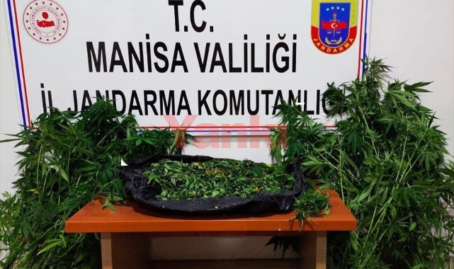 Bahçelerinde Hint keneviri yetiştiren 2 kişi yakalandı 