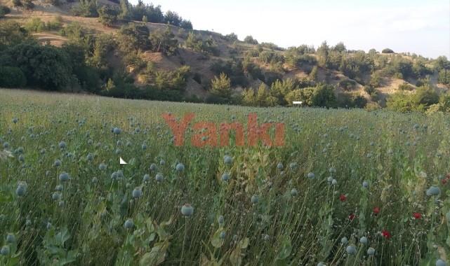 Yasa dışı ekilen 160 bin kök haşhaş ele geçirildi