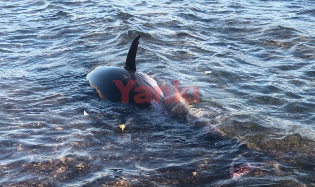Çeşme'de kıyıya vuran dev balık panik yarattı