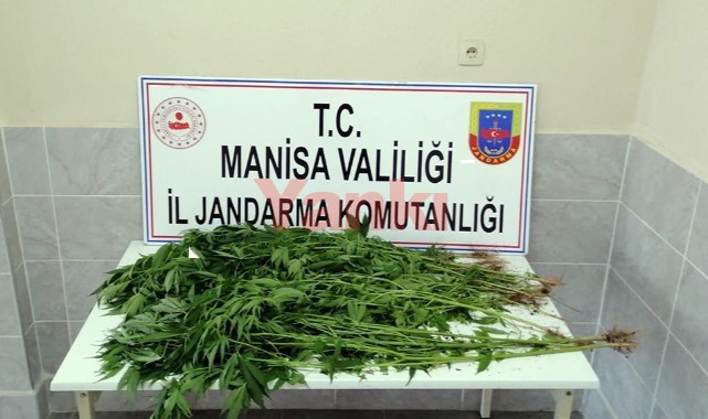 Seraya çevirdiği traktör römorkunda kenevir yetiştirmiş!
