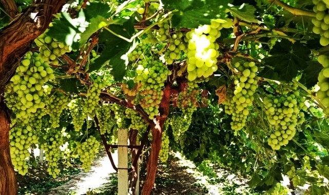 "Superior Seedless" çeşidi için hasat ve ihraç tarihleri belirlendi
