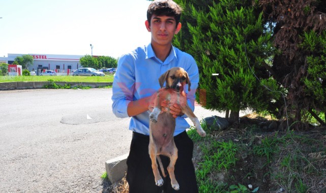 Yavru köpekleri çuvala koyup ölüme terk ettiler