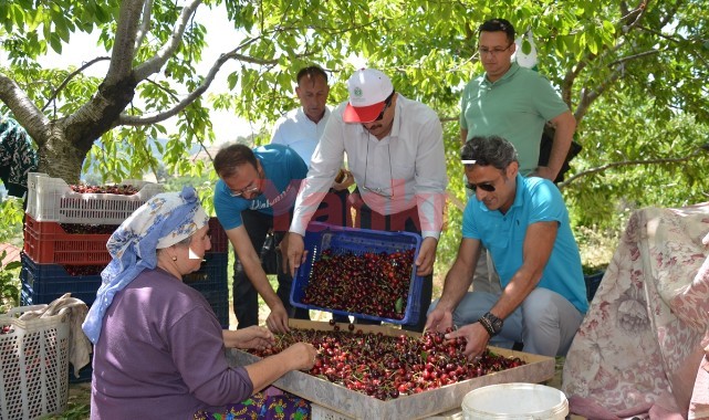 Yılın ilk yarısında 129 milyon dolarlık kiraz ihracatı yapıldı