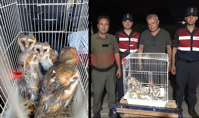 Yuvası bozulan yavru paçalı baykuşlar korumaya alındı