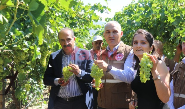 Çekirdeksiz Sultani Üzümün ihracat yolculuğu başlıyor