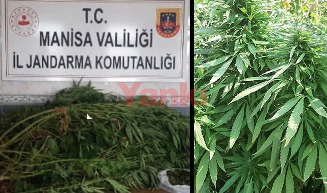 Evin bahçesinde 27 kök Hint keneviri ele geçirildi