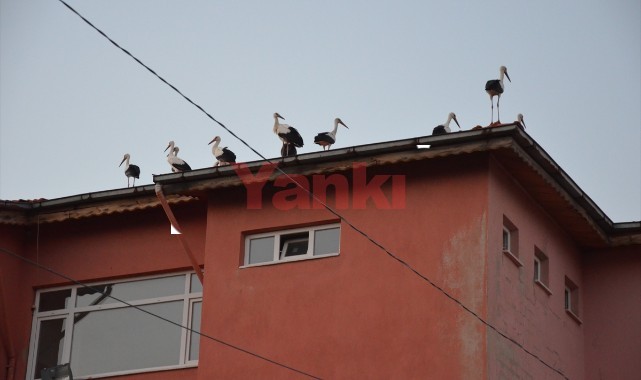 Göç yolundaki leylekler Manisa'da görüntülendi