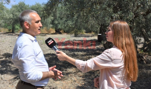 İl Tarım Müdürü Öztürk: 'Manisa sofralık zeytin üretiminde birinci'