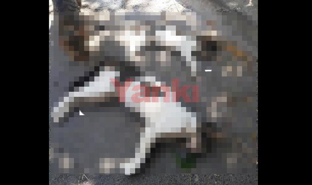 Manisa'da 15 kedi ile 1 köpeğin zehirle öldürüldüğü iddiası