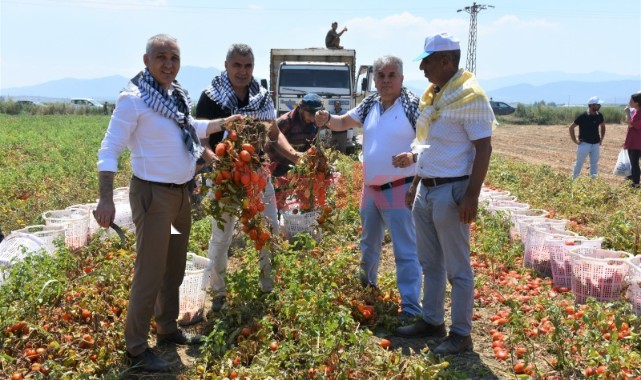Manisa Ovasında domateste hasat çalışmaları devam ediyor