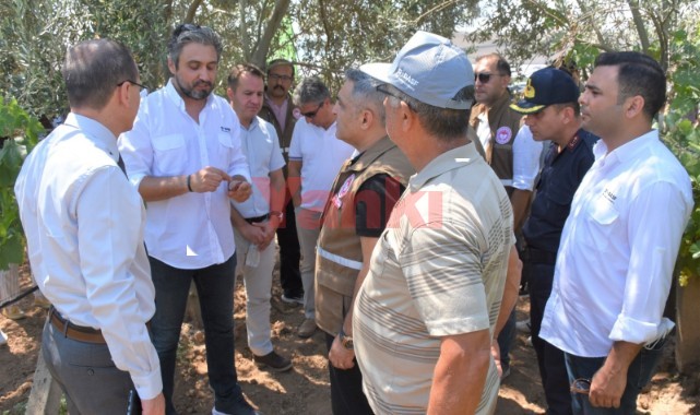 Musacalı’da organik üretim yapan üzüm üreticilerine tarla günü düzenlendi