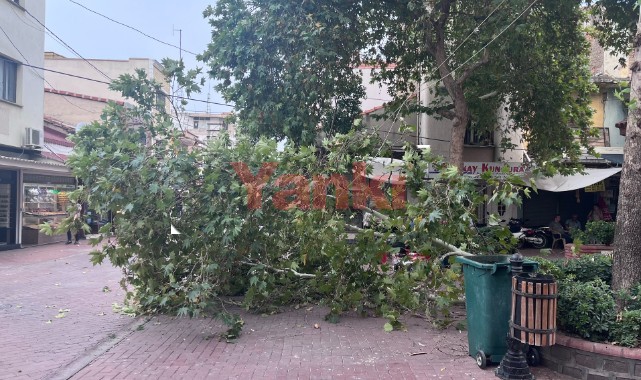 Tarihi çarşıda rüzgara dayanamayan ağaç dalları devrildi