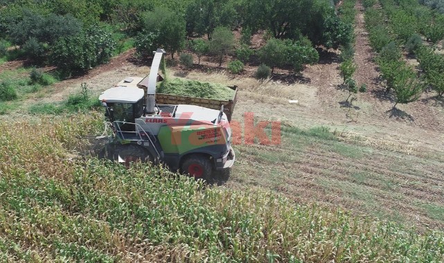 Tarıma uygun hale getirilen arazide yetiştirilen mısır hasat edildi