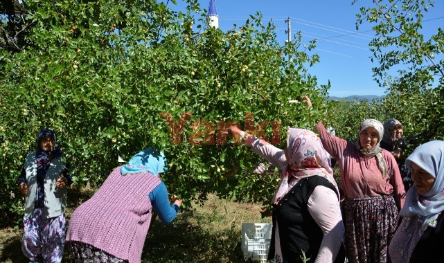 Manisa'da hünnap hasadı başladı