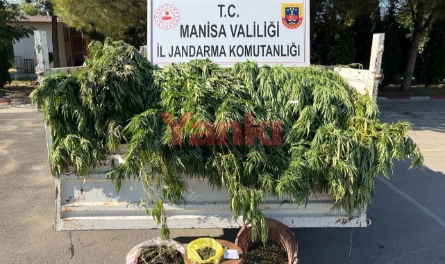 Meyve ağaçlarının arasında 16 kök kenevir ve 1500 gram kubar ele geçirildi