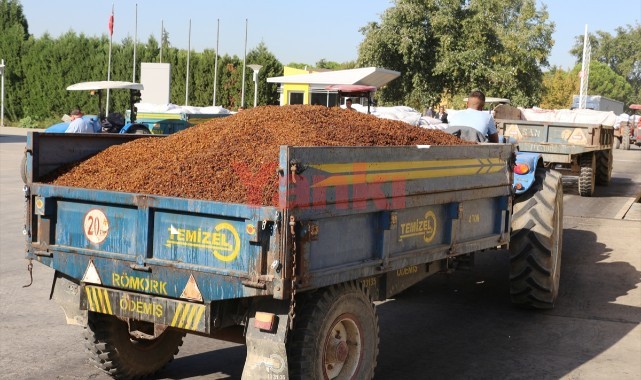 TMO, Manisa'da günlük kuru üzüm alım kapasitesini iki katına çıkarıyor