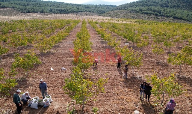 Devletin tahsis ettiği 26 hektar araziye ceviz diken üretici hasat heyecanı yaşıyor