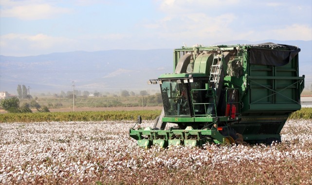 Gediz Ovası'na "geri dönen" pamukta 95 bin ton rekolte bekleniyor