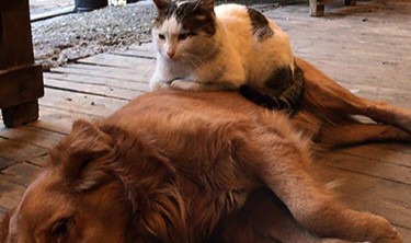 Kedi ile köpeğin dostluğu görenleri şaşırtıyor