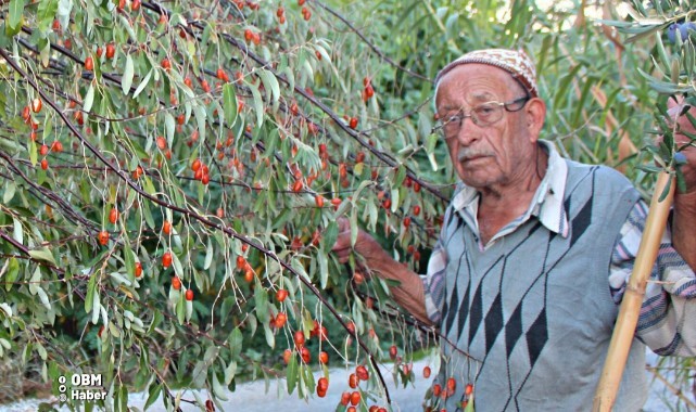 Şifa kaynağı iğdenin hem tüketimi hem de ağaç sayısı azalıyor