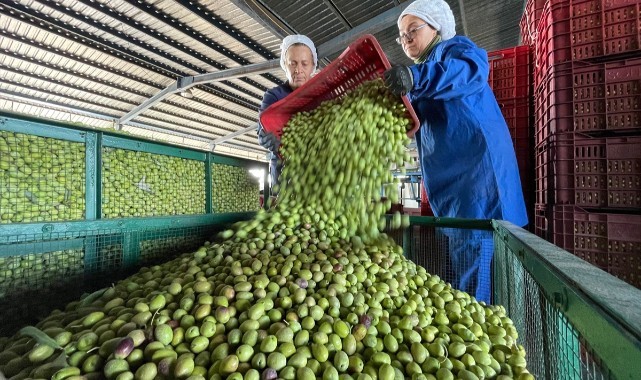 Sofralık zeytinde hedef 130 bin ton ihracat