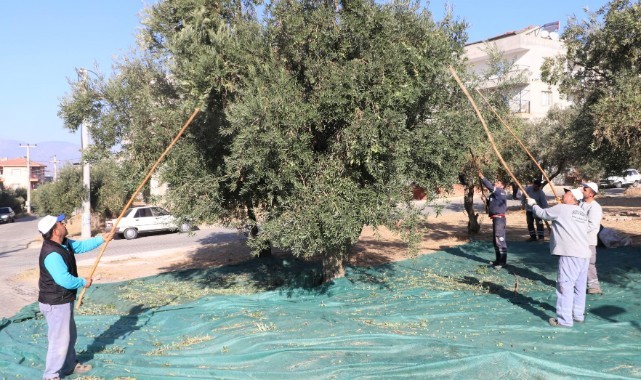 Turgutlu Belediyesi Zeytin Hasadına Başladı