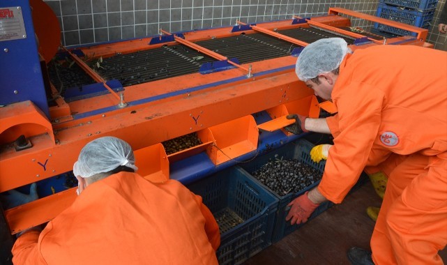 Cezaevindeki zeytinyağı fabrikası üretime başladı