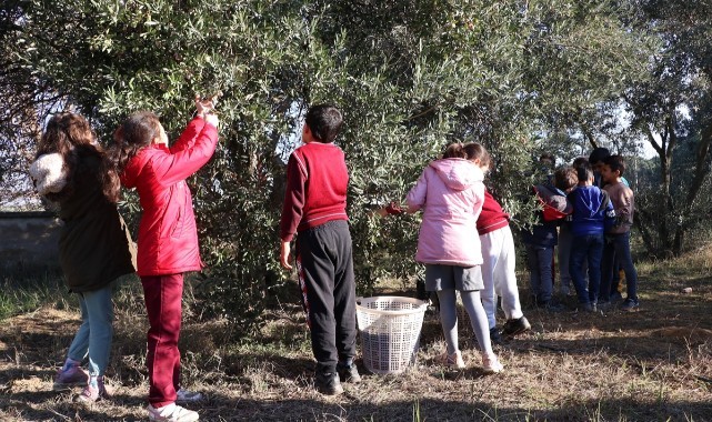 Manisa'da ilkokul öğrencileri, okul bahçesindeki zeytinleri hasat etti