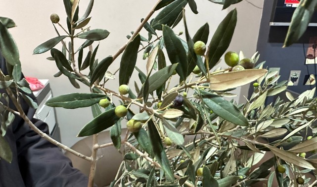 Turgutlu'da Zeytin Ağacı İkinci Kez Meyve Verdi