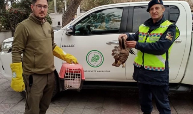 Yaralı şahini Jandarma ekipleri kurtardı