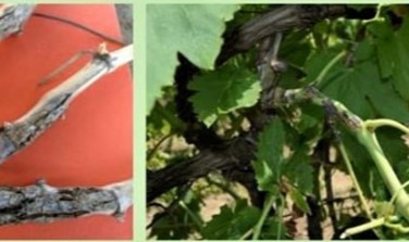 Bağlardaki gizli tehlike: Ölükol (Phomopsis Viticola) hastalığı!
