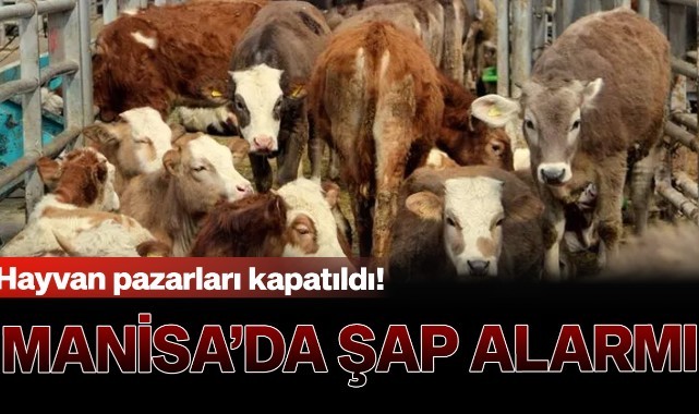 Manisa'da şap alarmı! Hayvan pazarları kapatıldı!