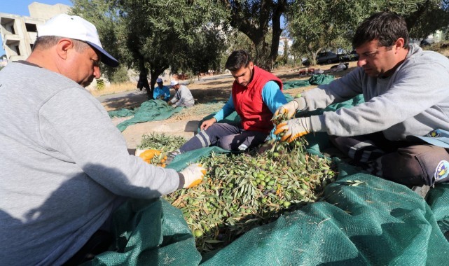 Turgutlu Belediyesi 1375 kilogram zeytinyağını aşevine ulaştırdı