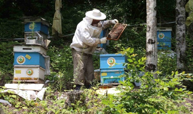 Bal ormanı sayısının iki yıl içerisinde 844'e çıkarılması planlanıyor