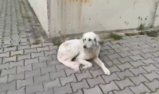 İzmir'de köpeğe işkence anbean kamerada
