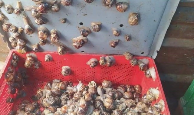 Kaçak salyangoz avcısına ceza