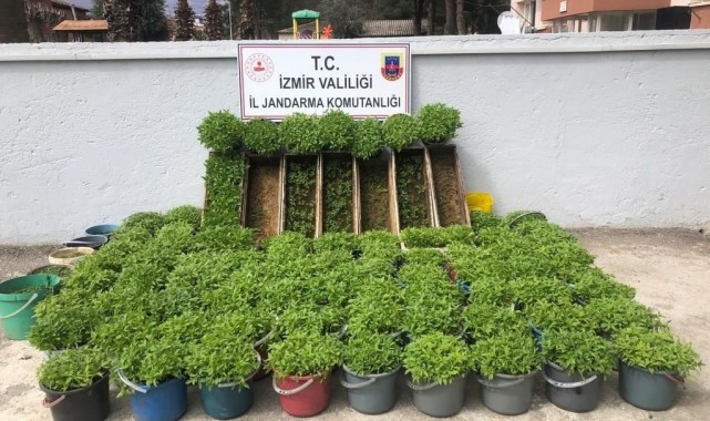 Saksı ve arı kovanlarına kenevir ekti