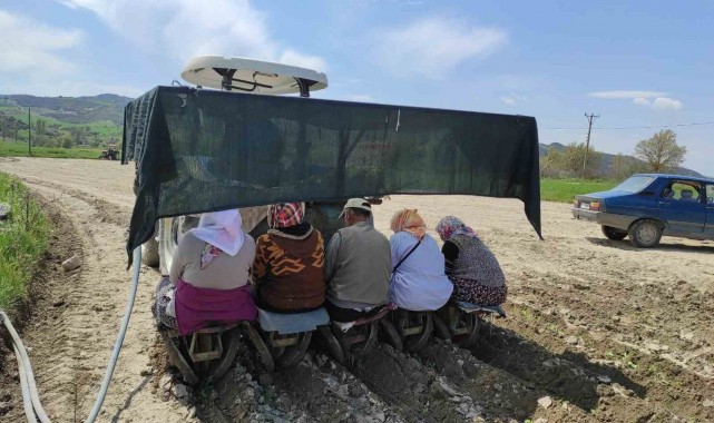 Selendi'de tütün dikimi başladı