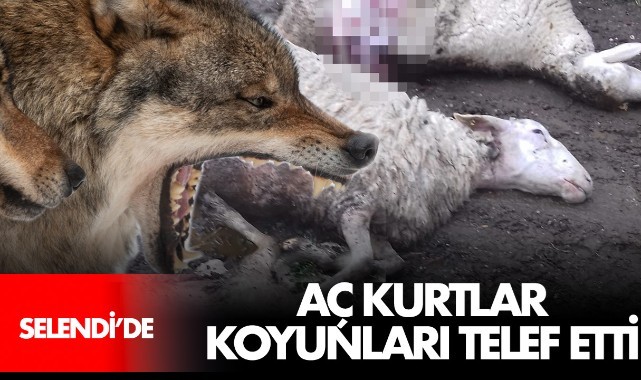 Aç kurtlar, koyunları telef etti