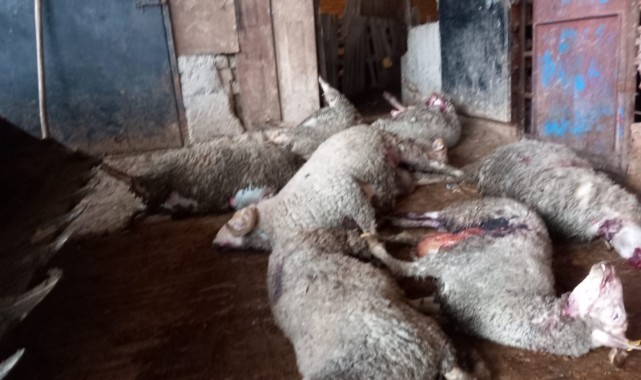 Ağıla giren kurt 10 koyunu telef etti   
