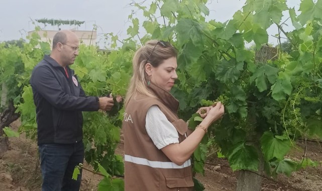 Bağlarda çiçek dönemi başladı