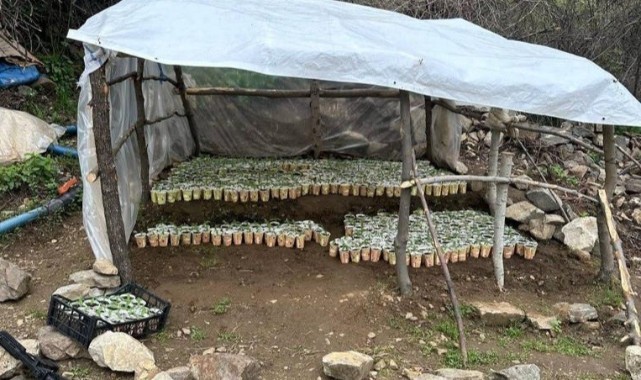 Bingöl’de 3 bin 340 kök kenevir ele geçirildi 