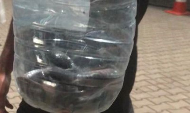 Çadırlar arasında görülen yılan paniğe neden oldu
