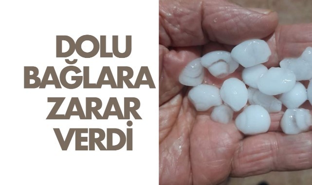 Dolu bağlara zarar verdi