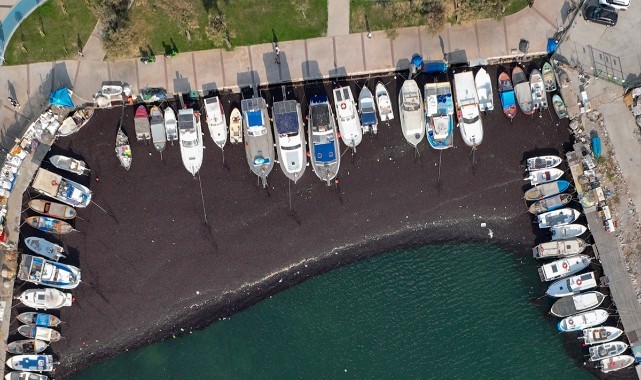 İzmir Körfezi'nde deniz yosunu yayılımı sürüyor