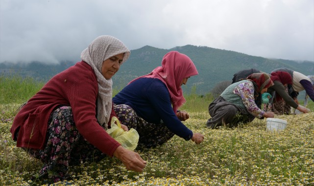 Manisa yaylalarında "papatya mesaisi" başladı