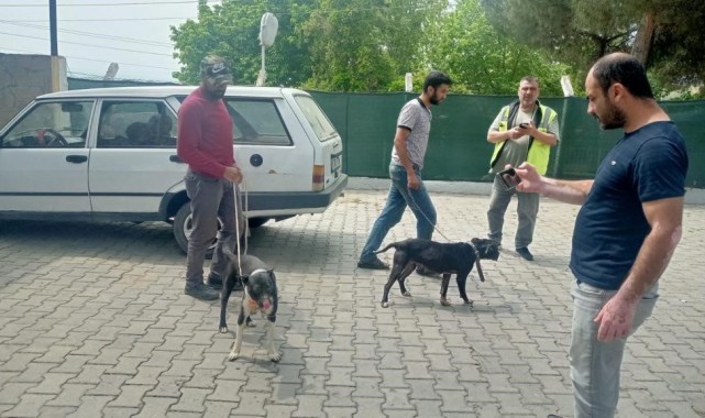 Manisa'da pitbull ile oklu kirpi avlayan 6 kişiye 138 bin 198 lira para cezası
