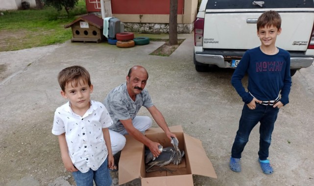 Salihli'de yaralı gri balıkçıl tedavi altına alındı
