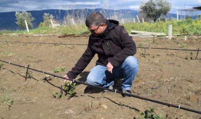 Sarıgöllü çiftçiler 'süper meyve aronia’dan umutlu  